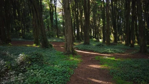 Forest Trees with Sunlight Bursting through Tree Branches Stock Footage 140223082