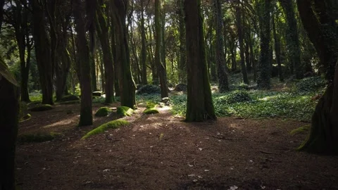 Forest Trees with Sunlight Bursting through Tree Branches Stock Footage 140223089