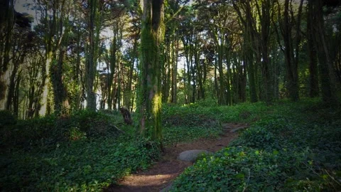 Forest Trees with Sunlight Bursting through Tree Branches Stock Footage 140223097