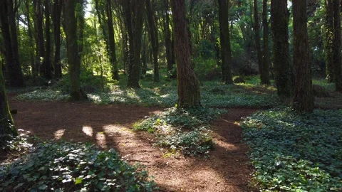 Forest Trees with Sunlight Bursting through Tree Branches Stock Footage 140223102