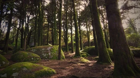 Forest Trees with Sunlight Bursting through Tree Branches Stock Footage 140223124