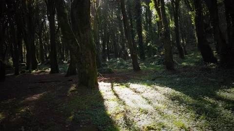 Forest Trees with Sunlight Bursting through Tree Branches Stock Footage 140223140