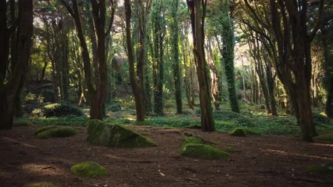 Forest Trees with Sunlight Bursting through Tree Branches Stock Footage 140223156