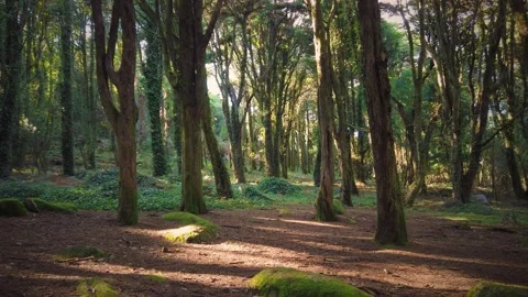 Forest Trees with Sunlight Bursting through Tree Branches Stock Footage 140223166