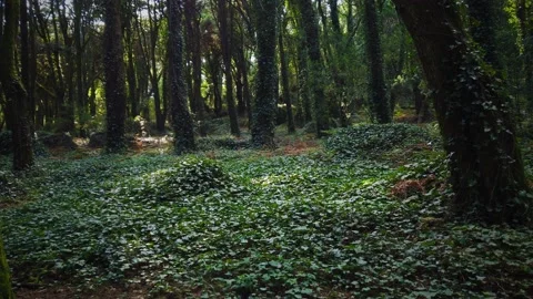 Forest Trees with Sunlight Bursting through Tree Branches Stock Footage 140223171