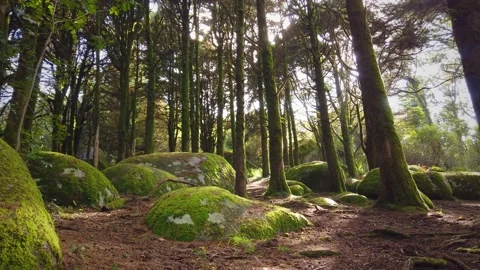 Forest Trees with Sunlight Bursting through Tree Branches Stock Footage 140223176