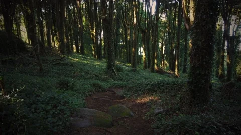 Forest Trees with Sunlight Bursting through Tree Branches Stock Footage 140223183