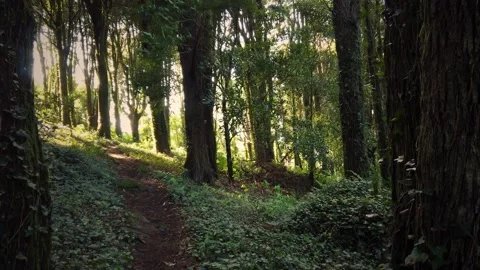 Forest Trees with Sunlight Bursting through Tree Branches Stock Footage 140223186