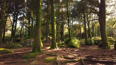 Forest Trees with Sunlight Bursting through Tree Branches Stock Footage 140223201