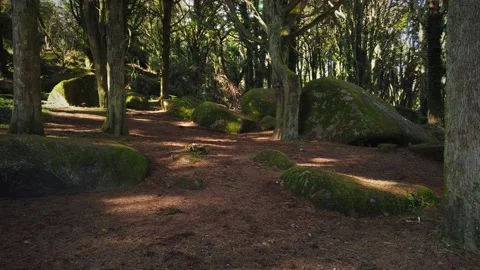 Forest Trees with Sunlight Bursting through Tree Branches Stock Footage 140223202