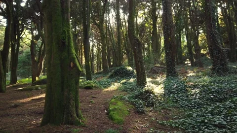 Forest Trees with Sunlight Bursting through Tree Branches Stock Footage 140223226
