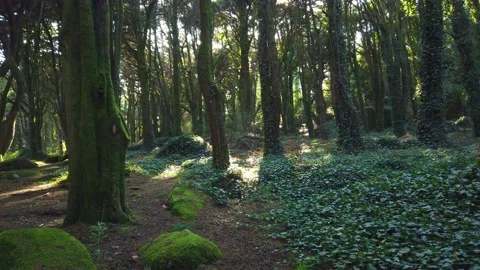 Forest Trees with Sunlight Bursting through Tree Branches Stock Footage 140223229