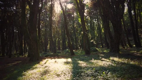 Forest Trees with Sunlight Bursting through Tree Branches Stock Footage 140223296