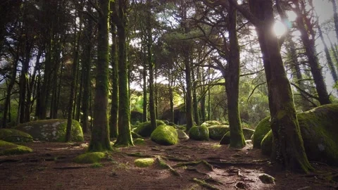 Forest Trees with Sunlight Bursting through Tree Branches Stock Footage 140223315