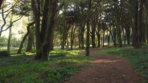 Forest Trees with Sunlight Bursting through Tree Branches Stock Footage 140223384