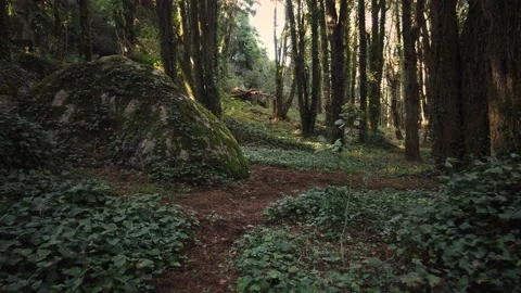 Forest Trees with Sunlight Bursting through Tree Branches Stock Footage 140223414