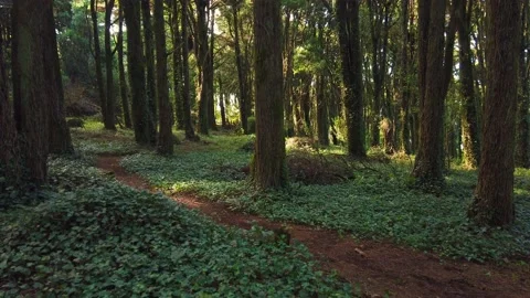 Forest Trees with Sunlight Bursting through Tree Branches Stock Footage 140223415