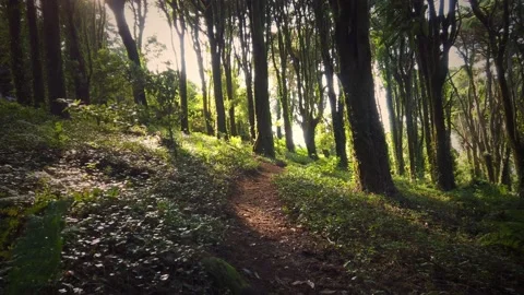 Forest Trees with Sunlight Bursting through Tree Branches Stock Footage 140223434