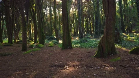 Forest Trees with Sunlight Bursting through Tree Branches Stock Footage 140223437