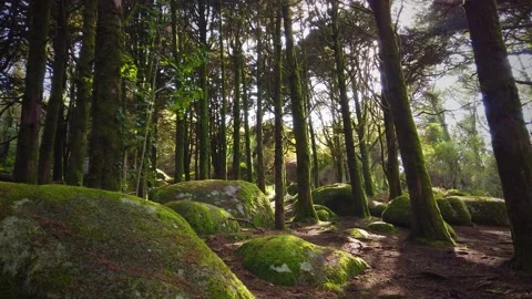 Forest Trees with Sunlight Bursting through Tree Branches Stock Footage 140223479
