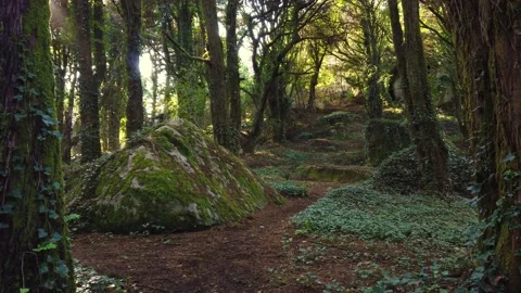 Forest Trees with Sunlight Bursting through Tree Branches Stock Footage 140223503