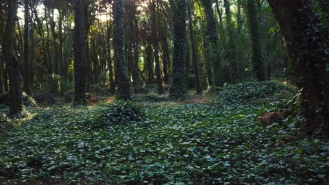 Forest Trees with Sunlight Bursting through Tree Branches Stock Footage 140223511