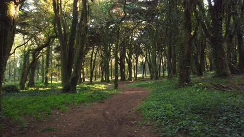 Forest Trees with Sunlight Bursting through Tree Branches Stock Footage 140223523