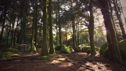 Forest Trees with Sunlight Bursting through Tree Branches Stock Footage 140223553