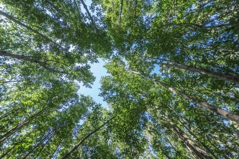 Forest trees with sunlight of nature Stock Photos