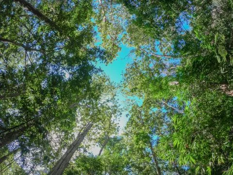 Forest trees with sunlight of nature Stock Photos