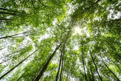 Forest trees with sunlight Stock Photos