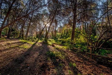 Forest Trees with Sunlight Pouring through at Sunset in the Woods on Ground Stock Photos