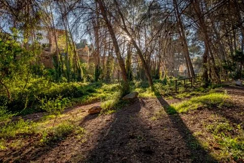 Forest Trees with Sunlight Pouring through at Sunset in the Woods on Ground Stock Photos