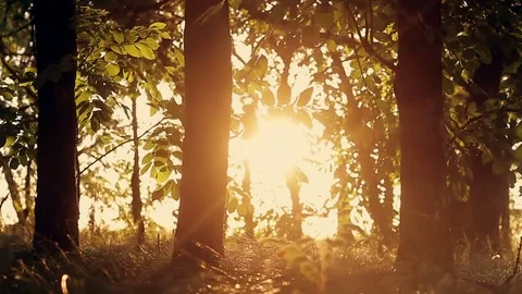 Forest trees at sunset in autumn. trees silhouette. sunset sunset torch. nature Stock Footage 81912085
