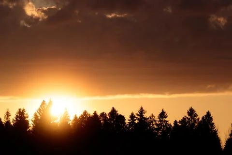 Forest trees on sunset background Stock Photos