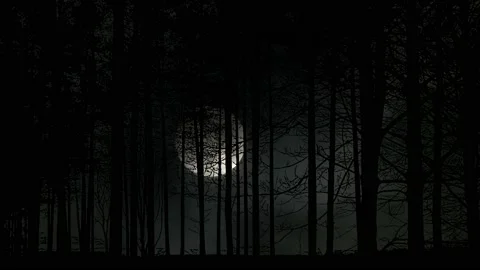 Forest Trees Sunset Cannock Chase Nature Landscape, Vídeos de archivo 195082780