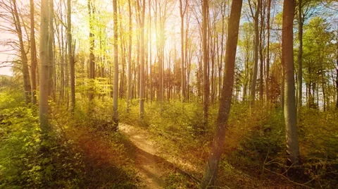 Forest trees at sunset. trees silhouette. woods. aerial view. flying. sun flare Stock Footage 38240044