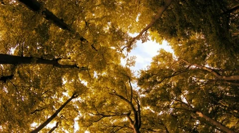 Forest trees at sunset. trees silhouette. woods. aerial view. flying. sun flare Stock Footage 64539035