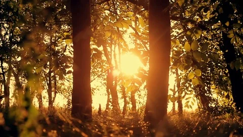 Forest trees at sunset. trees silhouette Stock Footage 79920041