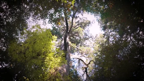 Forest Trees Swaying Gently in the Wind Stock Footage 336554840