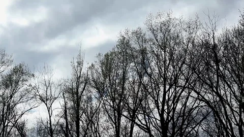 Forest Trees Swaying in the Harsh Wind 1 스톡 동영상 128099347