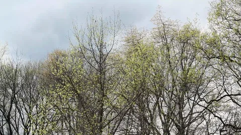 Forest Trees Swaying in the Harsh Wind 4 Video stock 128099435