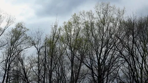 Forest Trees Swaying in the Harsh Wind 5 스톡 동영상 128099502