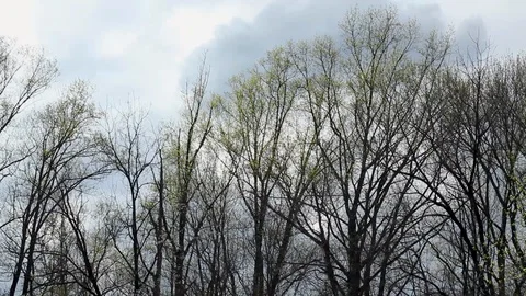 Forest Trees Swaying in the Harsh Wind 6 動画素材 128099604