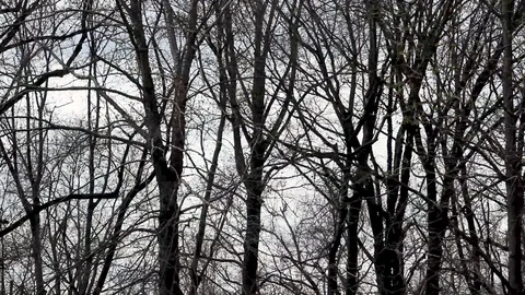 Forest Trees Swaying in the Harsh Wind 7 Video stock 128099649