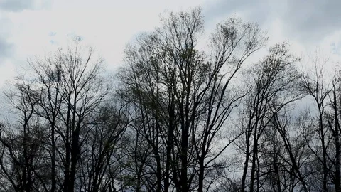 Forest Trees Swaying in the Harsh Wind 8 Video stock 128099702