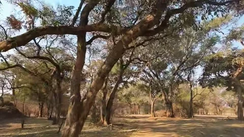 Forest Trees Swaying in Warm Light Stock Footage 321840798