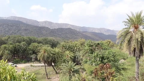 Forest trees swaying in wind. Stock Footage 170278724