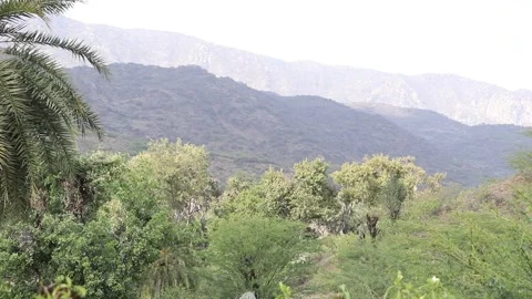 Forest trees swaying in wind. Stock Footage 170278744