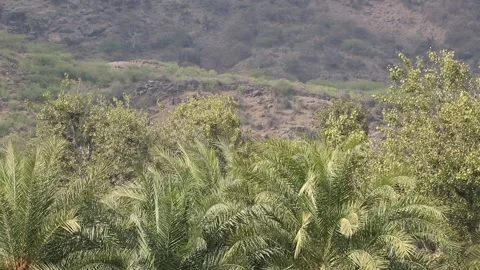 Forest trees swaying in wind. Video stock 170278885